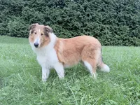 Gerald - AKC gen. clear, a male Collie for sale in Dryden, VA – 10 of 10