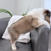 Tippy - AKC, a male Collie for sale in Dryden, VA – Photo 5 of 6