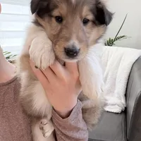 Tippy - AKC, a male Collie for sale in Dryden, VA – Photo 3 of 6