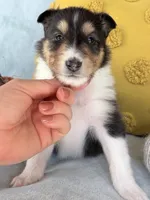 Cinnamon, a female Collie for sale in Dryden, VA – 6 of 10