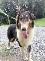 Darrowby - gen. clear AKC, a male Collie for sale in Dryden, VA – 6 of 10