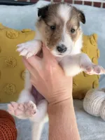 Pumpkin, a female Collie for sale in Dryden, VA – 5 of 10
