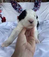 AKC MDR1 CLEAR "Walton", a male Old English Sheepdog for sale in Dryden, VA – 2 of 10