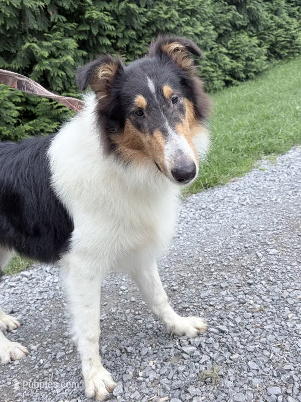Chippy - AKC male – Collie puppy for sale in Dryden, VA
