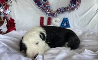 AKC MDR1 Clear "Thomas", a male Old English Sheepdog for sale in Dryden, VA – 8 of 10
