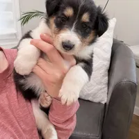 Darrowby - gen. clear AKC, a male Collie for sale in Dryden, VA – Photo 4 of 6