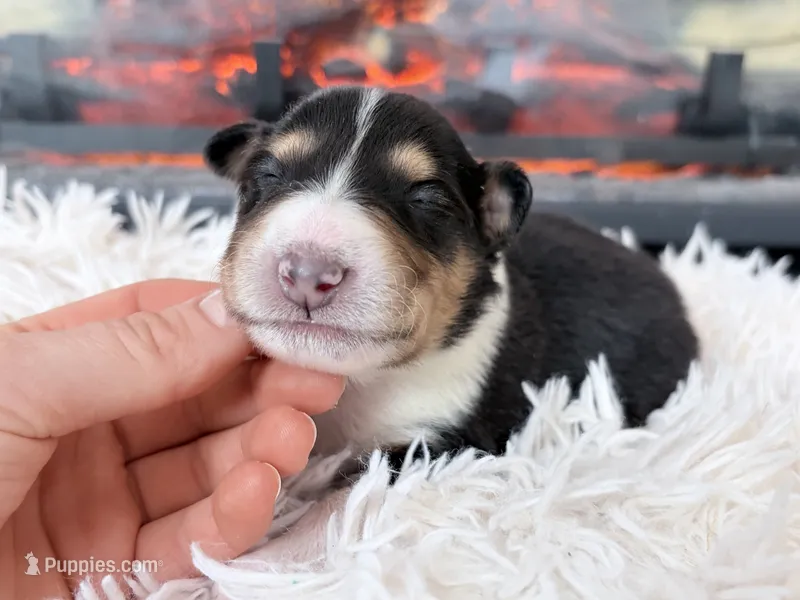 Darrowby - gen. clear AKC