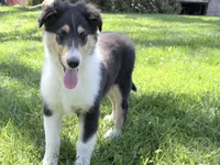 Darrowby - gen. clear AKC, a male Collie for sale in Dryden, VA – 5 of 7