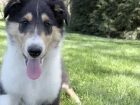 Darrowby - gen. clear AKC, a male Collie for sale in Dryden, VA – 4 of 7