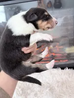 processed/3a524e41-d92b-448e-b297-986a9f70feeb/listing/9b6acdaf-fa34-46f4-819b-ded2f5354b8a/474d3358-9134-4ff5-b484-ce84ad0dba92