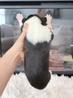 processed/3a524e41-d92b-448e-b297-986a9f70feeb/listing/9b6acdaf-fa34-46f4-819b-ded2f5354b8a/55594886-72c5-40ed-96e2-d5eb8057ab7d