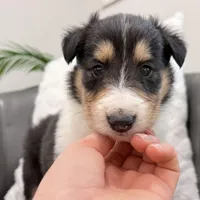 Darrowby - gen. clear AKC, a male Collie for sale in Dryden, VA – Photo 6 of 6