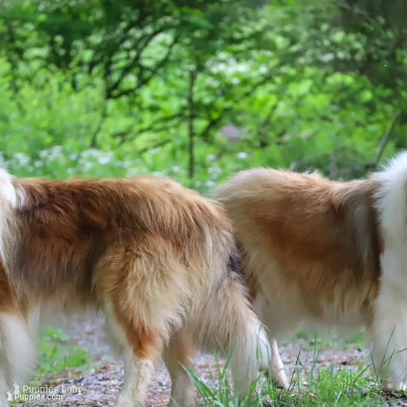 Darrowby - gen. clear AKC – Collie puppy for sale in Dryden, VA