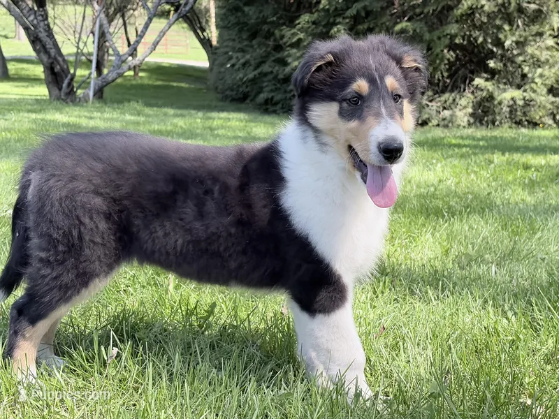 Darrowby - gen. clear AKC – Collie puppy for sale in Dryden, VA