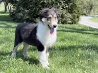 Darrowby - gen. clear AKC, a male Collie for sale in Dryden, VA – 7 of 7