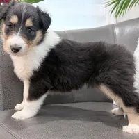 Darrowby - gen. clear AKC, a male Collie for sale in Dryden, VA – Photo 5 of 6