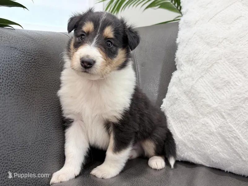 Darrowby - gen. clear AKC