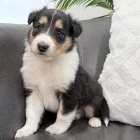 Darrowby - gen. clear AKC, a male Collie for sale in Dryden, VA – Photo 1 of 6