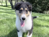 Darrowby - gen. clear AKC, a male Collie for sale in Dryden, VA – 6 of 7