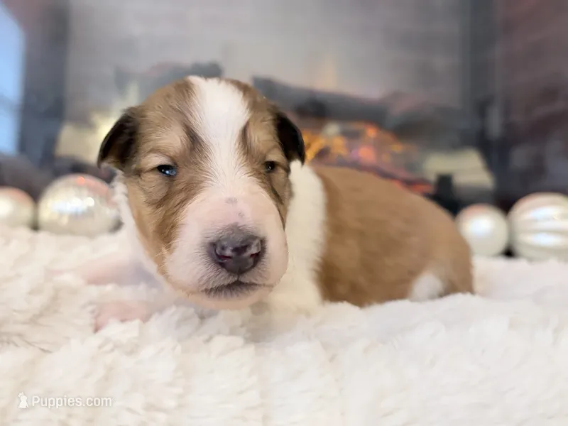 Lassie Pup - RESERVED!