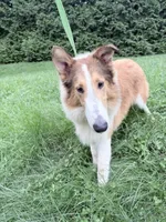Tristan - AKC, gen. clear, a male Collie for sale in Dryden, VA – 5 of 7