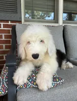 AKC MDR1Clear "HANCOCK", a male Old English Sheepdog for sale in Dryden, VA – 2 of 9