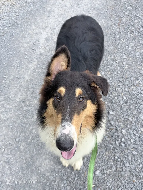 Darrowby - gen. clear AKC – Collie puppy for sale in Dryden, VA