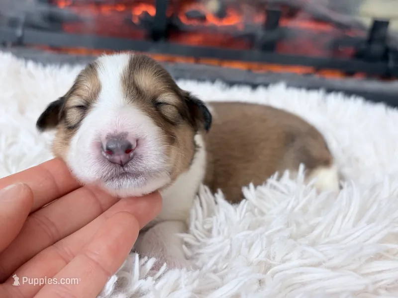 Herriot - gen. clear AKC