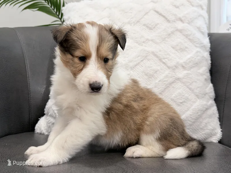 Herriot - gen. clear AKC