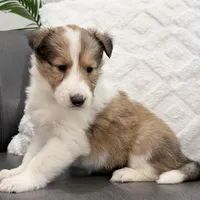 Herriot - gen. clear AKC, a female Collie for sale in Dryden, VA – Photo 1 of 5