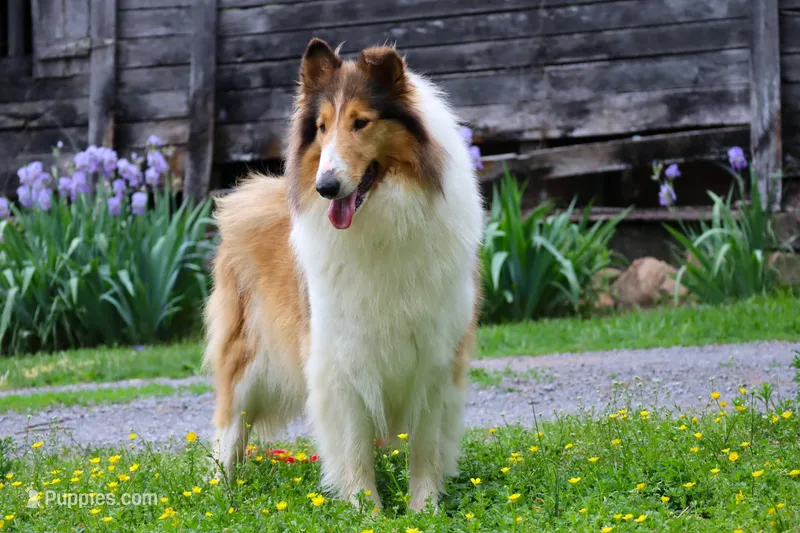 Herriot - gen. clear AKC