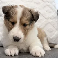 Herriot - gen. clear AKC, a female Collie for sale in Dryden, VA – Photo 4 of 5