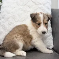 Herriot - gen. clear AKC, a female Collie for sale in Dryden, VA – Photo 5 of 5