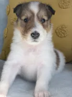 Pumpkin, a female Collie for sale in Dryden, VA – 9 of 10