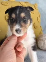 Cinnamon, a female Collie for sale in Dryden, VA – 8 of 10