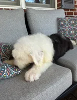AKC MDR1Clear "HANCOCK", a male Old English Sheepdog for sale in Dryden, VA – 5 of 9