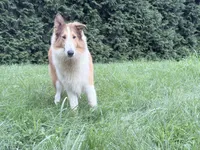 Tristan - AKC, gen. clear, a male Collie for sale in Dryden, VA – 4 of 7
