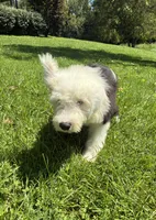 AKC MDR1Clear "HANCOCK", a male Old English Sheepdog for sale in Dryden, VA – 7 of 9