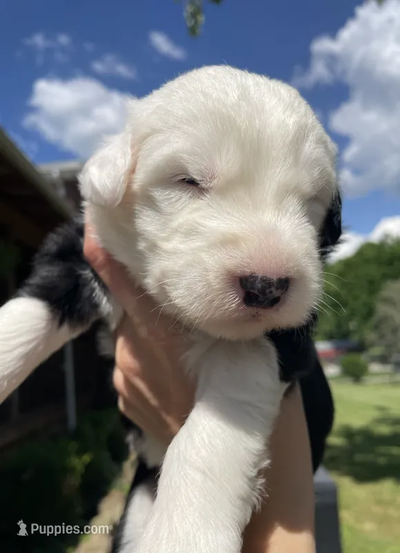 AKC MDR1 CLEAR "PHILADELPHIA" – Old English Sheepdog puppy for sale in Dryden, VA