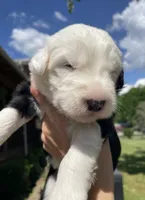 AKC MDR1 CLEAR "PHILADELPHIA", a female Old English Sheepdog for sale in Dryden, VA – 1 of 10