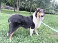 Darrowby - gen. clear AKC, a male Collie for sale in Dryden, VA – 4 of 10