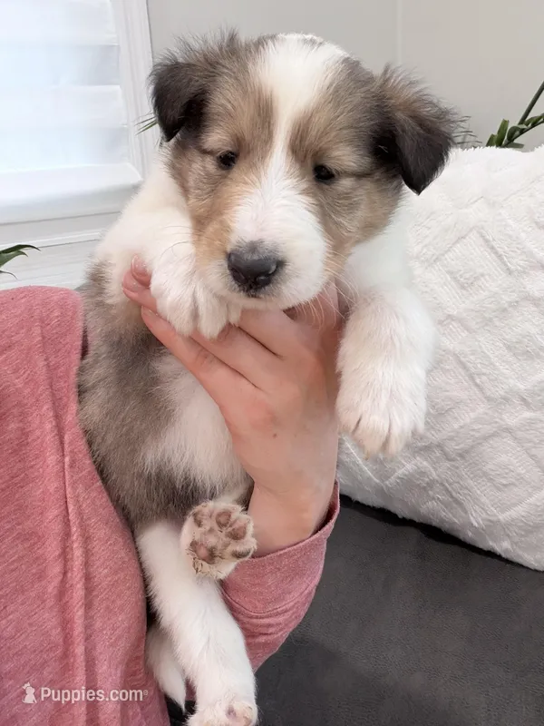 Siegfried - AKC, gen. Clear