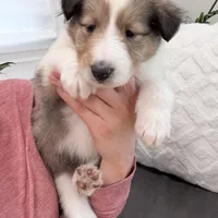 Siegfried - AKC, gen. Clear, a male Collie for sale in Dryden, VA – Photo 1 of 5