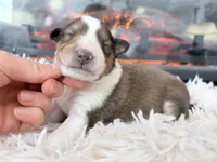 processed/3a524e41-d92b-448e-b297-986a9f70feeb/listing/aa12732c-6a91-487b-8876-9b532f6c8898/09064663-9987-45a7-bc4a-df50530faaf2