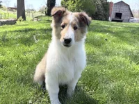 Siegfried - AKC, gen. Clear, a male Collie for sale in Dryden, VA – 6 of 7