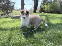 Siegfried - AKC, gen. Clear, a male Collie for sale in Dryden, VA – 4 of 7