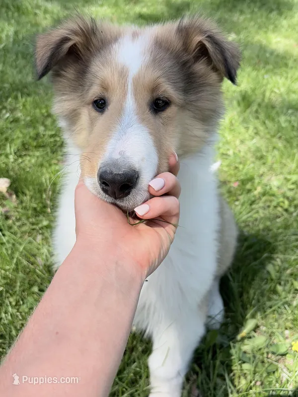 Siegfried - AKC, gen. Clear – Collie puppy for sale in Dryden, VA