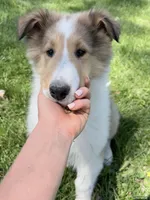 Siegfried - AKC, gen. Clear, a male Collie for sale in Dryden, VA – 1 of 7