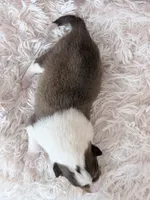 processed/3a524e41-d92b-448e-b297-986a9f70feeb/listing/aa12732c-6a91-487b-8876-9b532f6c8898/35c025dd-17e7-4ec3-b39b-f4e6e06d852a