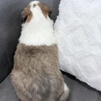 Siegfried - AKC, gen. Clear, a male Collie for sale in Dryden, VA – Photo 5 of 5